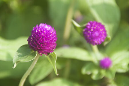 amaranthのeditorial素材