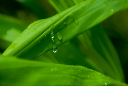Water drop on a leaf after rain