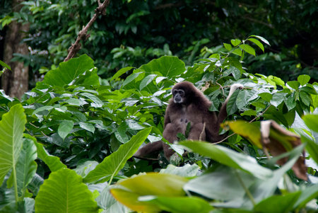 Gibbon sitting on a tree top