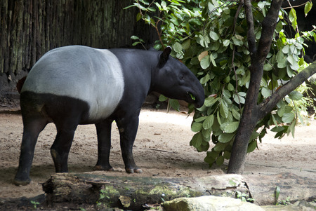 Tapirの写真素材