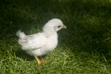 Baby chick walking on a grassの写真素材