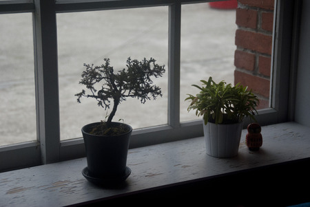 Decoration treeの写真素材