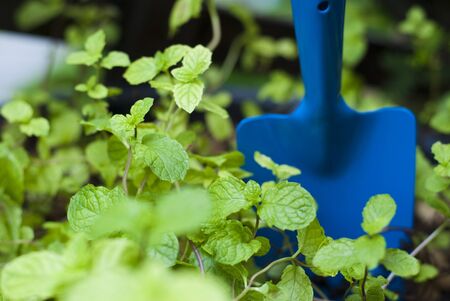 Blue trowel and peppermintの写真素材