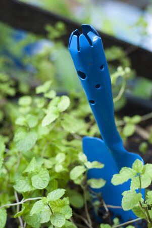 Blue trowel and peppermintの写真素材