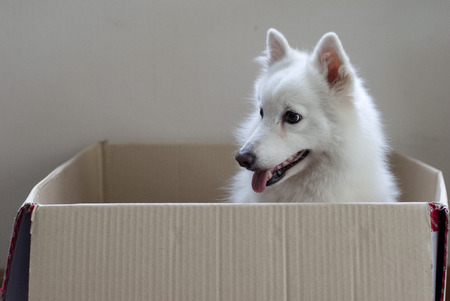 Dog in a boxの写真素材
