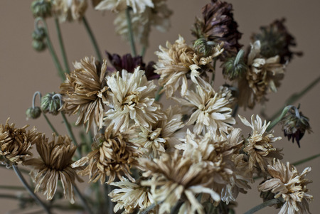 Dry Chrysanthemum Flowersの写真素材