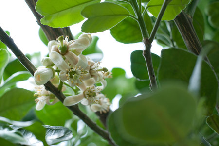 Grapefruit Flowersの写真素材