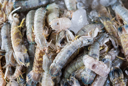 Mantis Shrimps from a local market in Thailandの写真素材