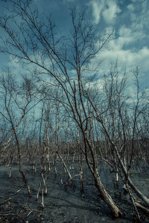 Dead trees in a swampの写真素材