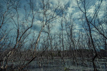 Dead trees in a swampの写真素材
