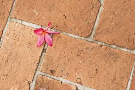 Pink plumeria dropped on a brick pavementの写真素材