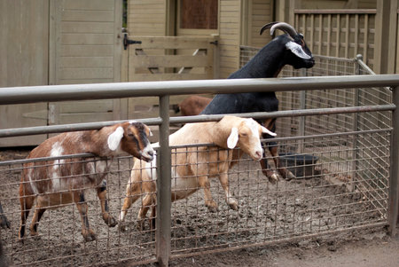 Three goats sticking our their heads for food