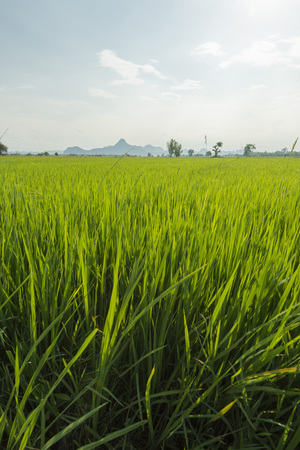 Rice grass in a big rice paddy in spring time before bearing grains in front of Iko Mountain on the background, Petchaburi, Thailandの写真素材