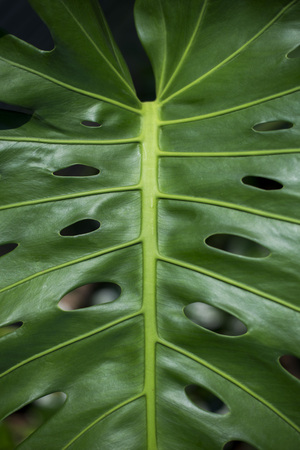 Monstera deliciosa or Split Leaf Philodendronの写真素材