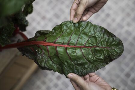 Leaf of Red Stem Lettuce or Red Chardの写真素材