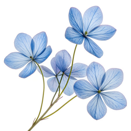 Blue flowers of hydrangea, isolated on white background.の素材