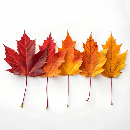 Autumn maple leaves isolated on white background. Flat lay, top viewの素材