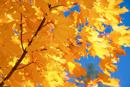Autumn leaves red color on the wall in Garden or park. Geneva Switzerland