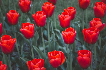 Tulips garden park festival beautiful flowers in spring season at morges city near lake leman in...