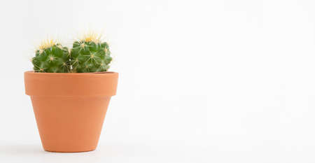 Cactus pot isolated on a white background and brown clay pot, view with copy space for input the text. Designer workspace on the office table, Green Cactus Flower.の写真素材