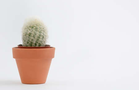 Cactus pot isolated on a white background and brown clay pot, view with copy space for input the text. Designer workspace on the office table, Green Cactus Flower.の写真素材