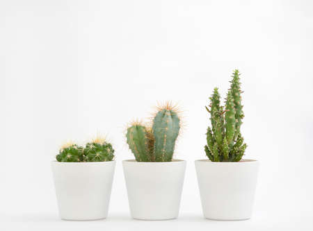 Cactus pot isolated on a white background and brown clay pot, view with copy space for input the text. Designer workspace on the office table, Green Cactus Flower.の写真素材