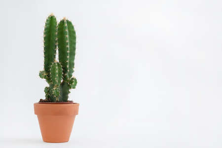 Cactus pot isolated on a white background and brown clay pot, view with copy space for input the text. Designer workspace on the office table, Green Cactus Flower.の写真素材