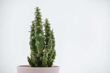 Cactus pot isolated on a white background and brown clay pot, view with copy space for input the text. Designer workspace on the office table, Green Cactus Flower.の写真素材