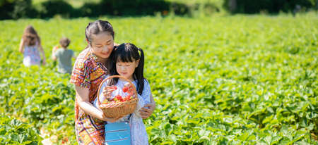 Asian woman and Child is picking strawberry in the fruit garden on a sunny day. Fresh ripe organic strawberries in a wooden basket, Filling up a basket full of fruit. Outdoor seasonal fruit picking.の写真素材