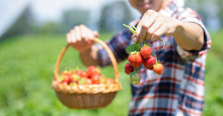 Asian man is picking strawberry in the fruit garden on a sunny day. Fresh ripe organic strawberries in a wooden basket, Filling up a basket full of fruit. Outdoor seasonal fruit picking.の写真素材