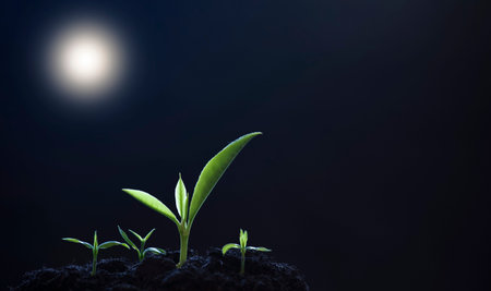 Small new trees or leaves with green leaves in the soil, the environment of nature, Reducing global...