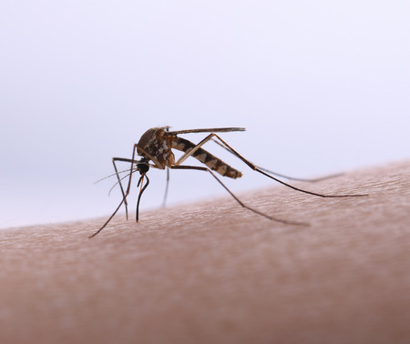 Aedes aegypti Mosquito. Close up a Mosquito sucking human blood,の写真素材