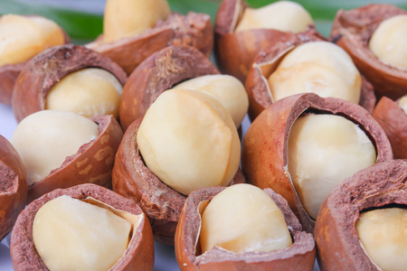 macadamia nuts on white backgroundの写真素材