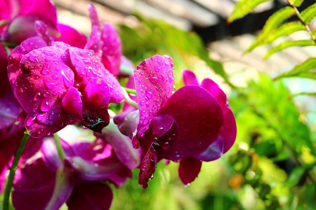 purple orchid in the gardenの写真素材