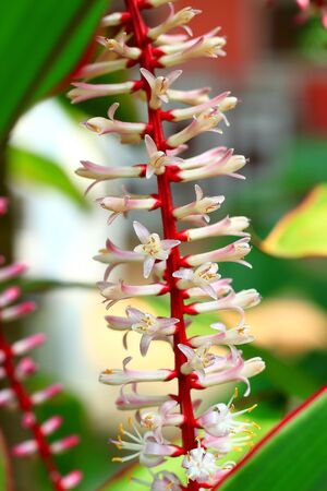 the white flowerの写真素材
