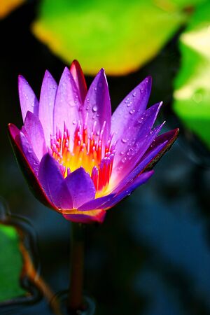 purple lotus in thaiの写真素材