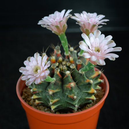 Cactus with flowers called "Gymnocalycium mihanovichii variegata"の写真素材