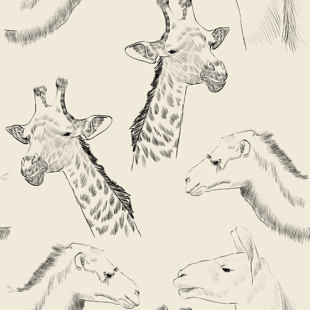 sketch of  camel, lama and giraffe on a beige backgroundのイラスト素材