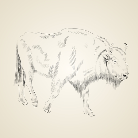 sketch of aurochs on a beige backgroundのイラスト素材