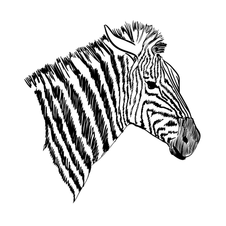 Sketch of a zebra. Hand drawn vector illustration.のイラスト素材