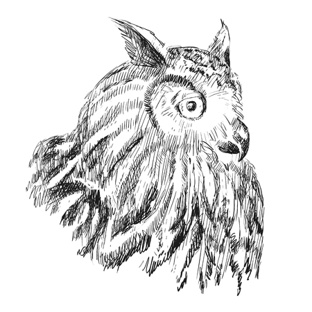 Sketch of owl on a white backgroundのイラスト素材