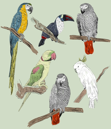 Vector sketch of a parrots. Hand drawn illustrationのイラスト素材