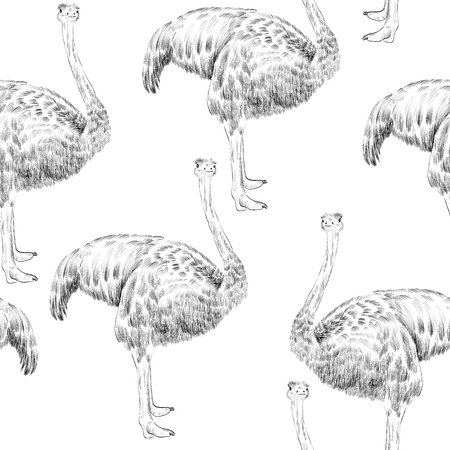 Vector sketch  ostrich  on the white background. Seamless patternのイラスト素材