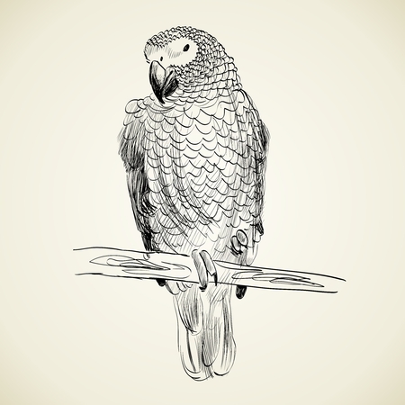Vector sketch of a parrot. Hand drawn illustrationのイラスト素材