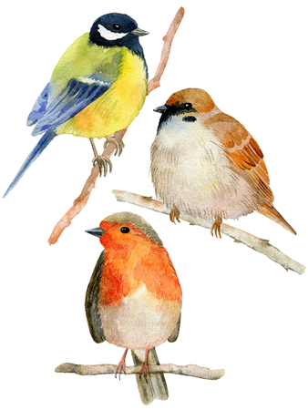 Watercolor birds set.の写真素材
