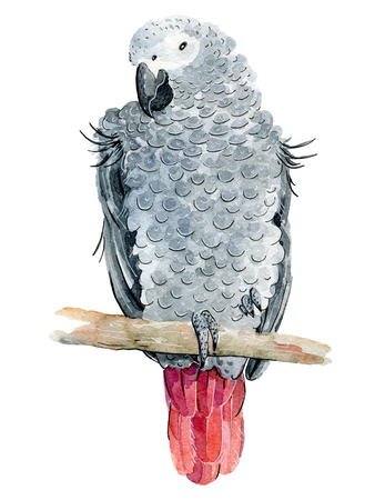 watercolor tropical parrotの写真素材