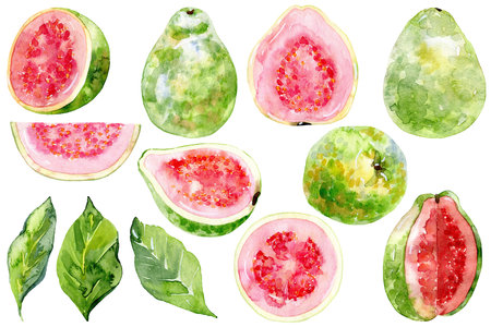 Watercolor guava.の写真素材