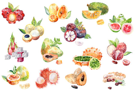 Watercolor fruits.の写真素材