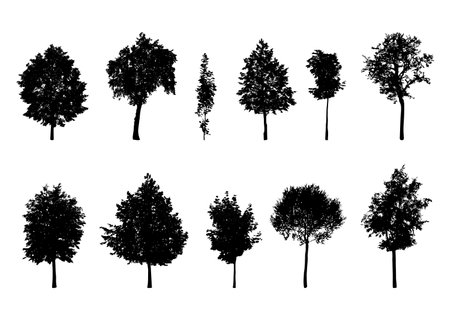 Vector trees silhouettesのイラスト素材