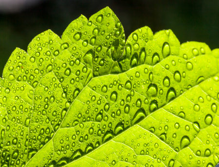 Water drops in the green leafの写真素材
